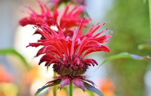 Castilleja Broomrape Plant Flower
