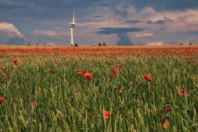 Field Agriculture Meadow
