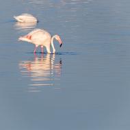 Greater Flamingos