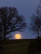 Full Moon Tree Nature
