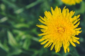 Mother And Stepmother Dandelion