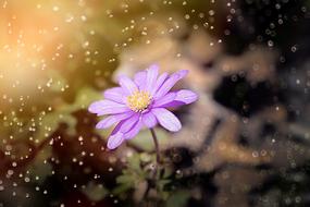 Balkan Anemone Flower
