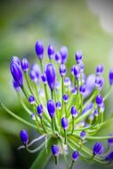 Flower Lilac Plant