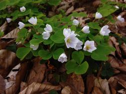 Forest Flowers Spring