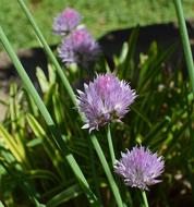 Chives Herb Blossom