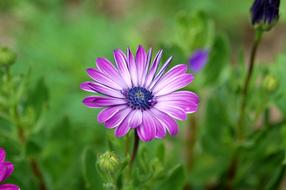 Daisy Flower Garden