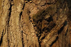 Tree The Bark Of