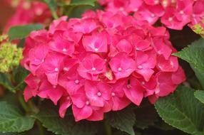 Hydrangea Flower Summer