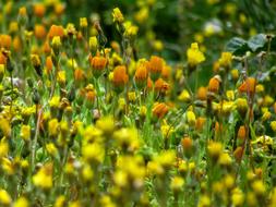Flower Nature Plant