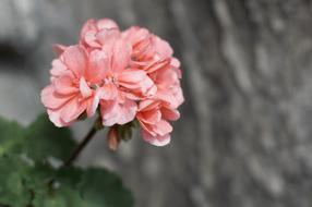 Flower Garden Floral