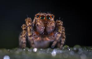 Nature Animals Living
