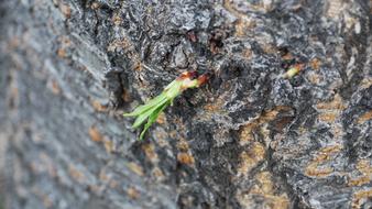 Nature Naked Trees Park