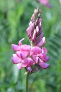Sainfoin Flower Nature