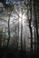 Backlighting Beech Wood Spring