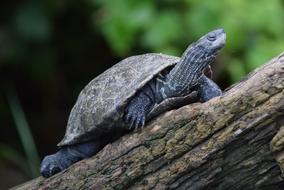 Turtle Nature Animal