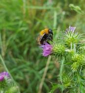 Bee Flower Thistle
