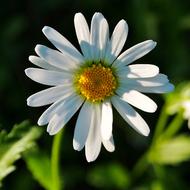 Margarite Blossom Bloom