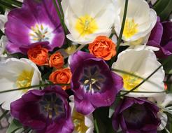 Tulips Mov White Floral