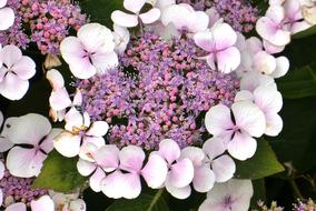 Hydrangea Garden Plant Summer
