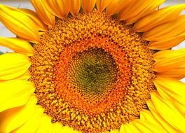 Nature Flower Sunflower