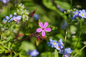 Soapwort Carnation Blossom