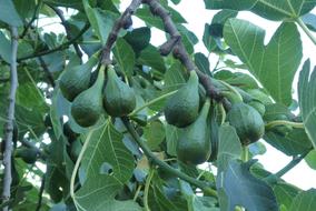 green fresh fruit on a tree