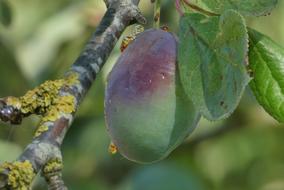 ripe plum on a tree