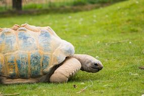 Nature Grass Animal