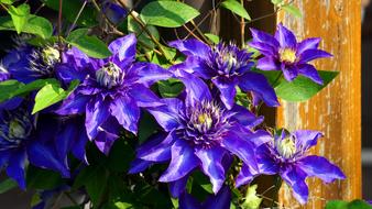 Clematis Blue