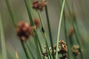 Bug Flower Insect