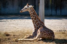 Nature Wildlife Animal