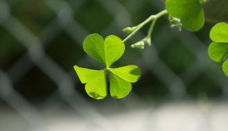 Clover Natural Weed