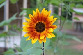 Nature Flora Flower