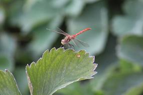 Red dragonfly on a green leaf