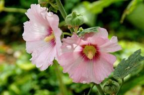 Hollyhock Pink Flower