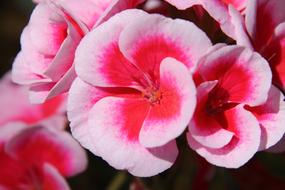 Flower Petals Flowers