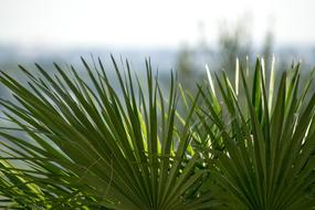 Plant Focus Plants