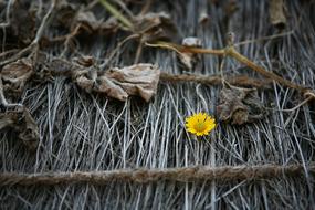 Thatch Roofed Hose Nature Plants
