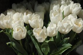Flower Floral Tulips White