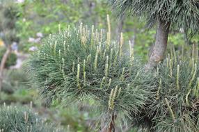 Needles Plant Greens Christmas