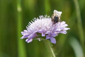 Bee Flower Blossom
