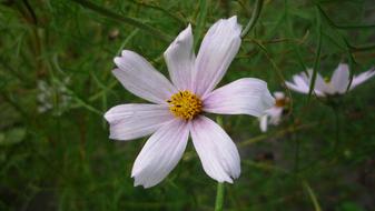 Flower Nature Beauty