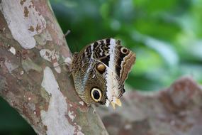 Nature Wildlife Animal
