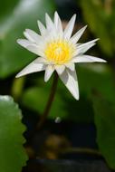 Flora Nature Flower
