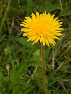 Dandelion Flower Yellow