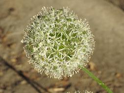 Garlic Decorative Flower