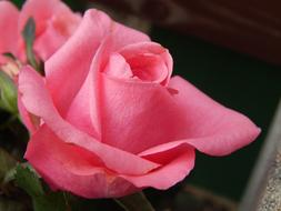 Pink Flower Flowers