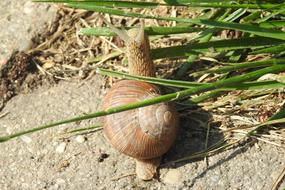 Snail Winniczek Crawl