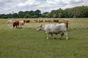 Cow Cows White