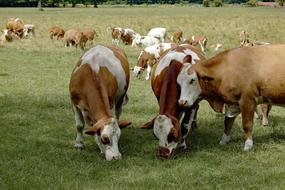 Cow Cows Pasture